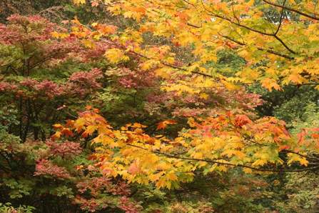 Early Autumn Tree Trail