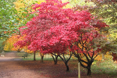 Late Autumn Tree Trail Map