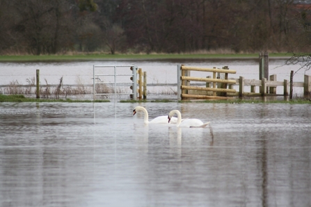 A pair of swans swimming on expanse of water with partially submerged fence and gate behind