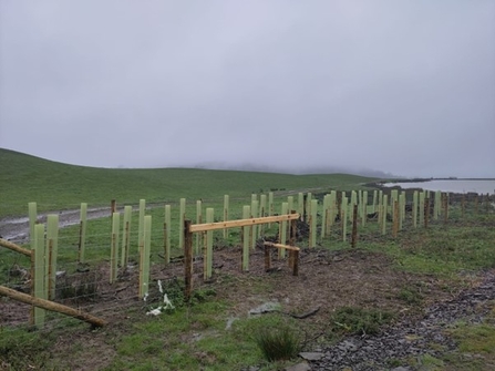 Rows of green tree guards on hillside