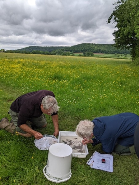 Two people kneeling over a white tray and bucket in a meadow