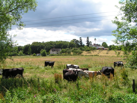 A small herd of cows grazing in a meadow