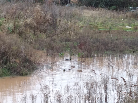 Pool of water with ducks swimming, surrounded by winter vegetation