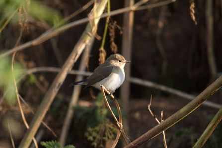 A first winter red-breasted flycatcer perched on plant stem. It's a brown bird with paler underparts, a large dark eye and a black tail with white sides