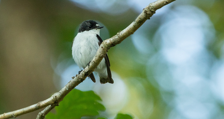 Male pied flycatcher perched on a branch