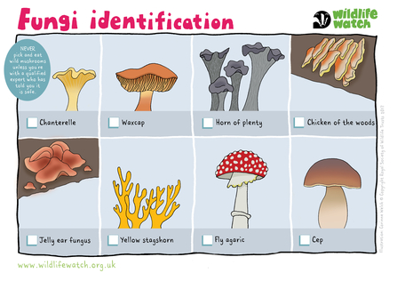 Fungi Identification