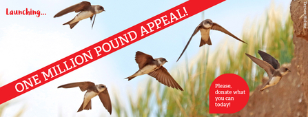 Five sand martins in flight with text over image