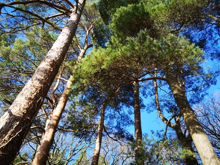 Looking up at a group of mature, tall Scots pine trees with straight trunks and dark green needles with blue sky behind.