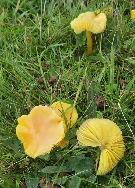 Yellow fungi in grass