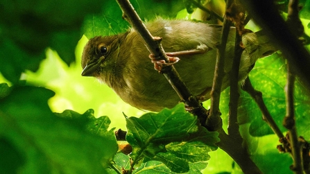 Small brown bird perched on a twig amongst green leaves