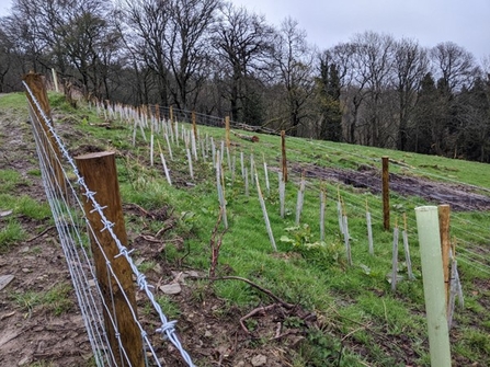 Line of tree guards protected by a wire fence