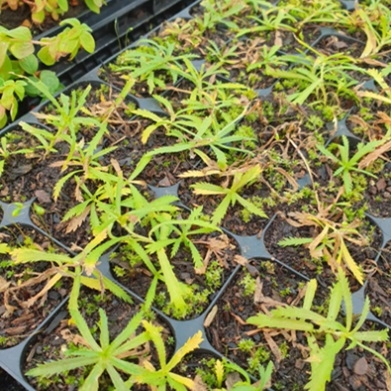 Small plants growing in black plastic plug tray