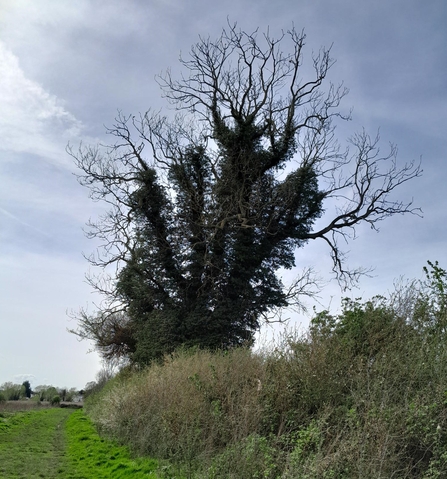 Tree with bare upper branches, lover branches thick with ivy