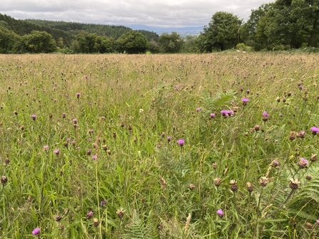 View across a meadow