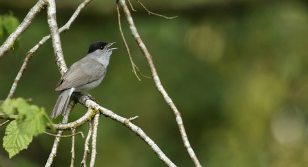 blackcap (c) Vaughn Matthews