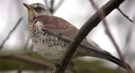 Fieldfare