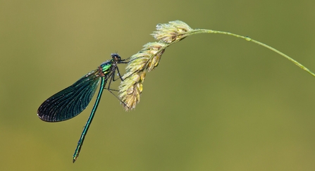 damselfly on edge of grass head