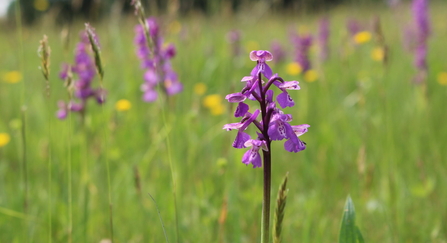 Green-winged orchid