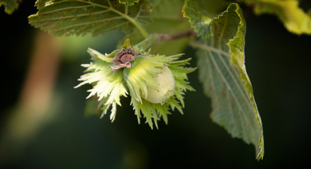 Hazel nut