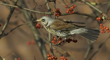 Fieldfare (Turdus pilaris), perched on branch with rowan berries