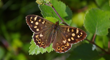 Speckled wood butterfly