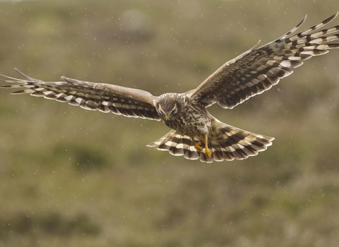 Female hen harrier