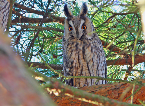 Long-eared owl