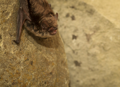 Whiskered bat