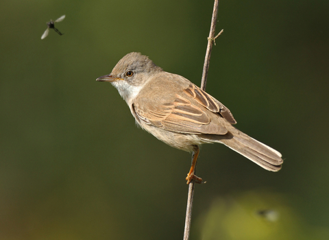 Whitethroat