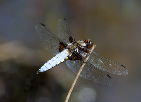 Broad-bodied Chaser