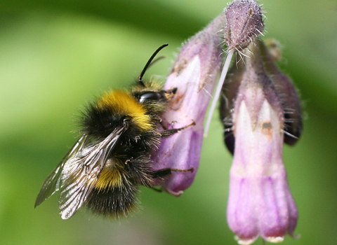 Early Bumblebee