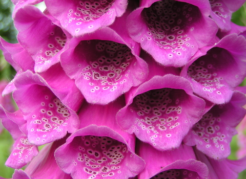 Foxglove