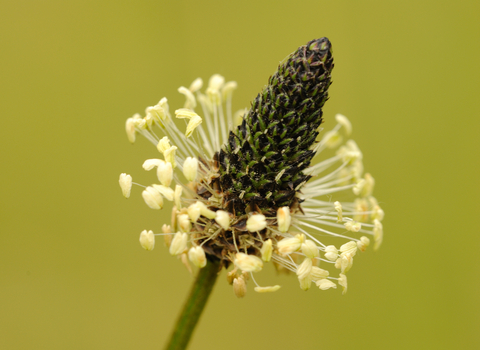 Ribwort Plantain