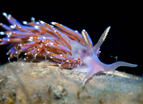 Nudibranch