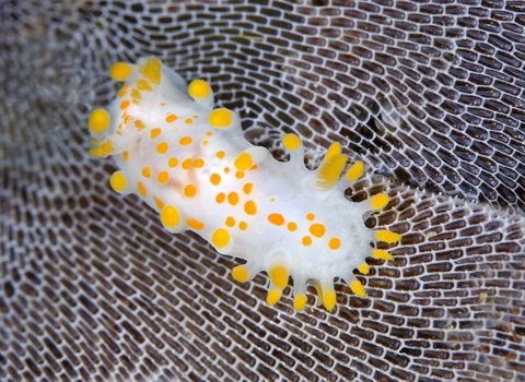 Orange-clubbed sea slug