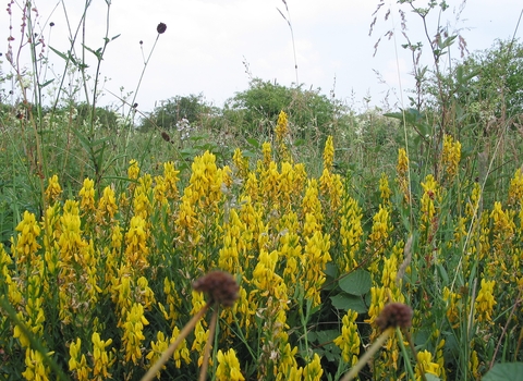 Dyer's greenweed