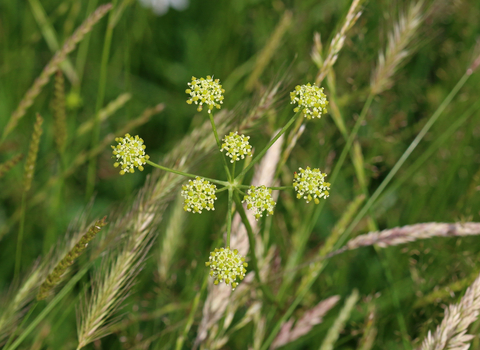 Pepper Saxifrage