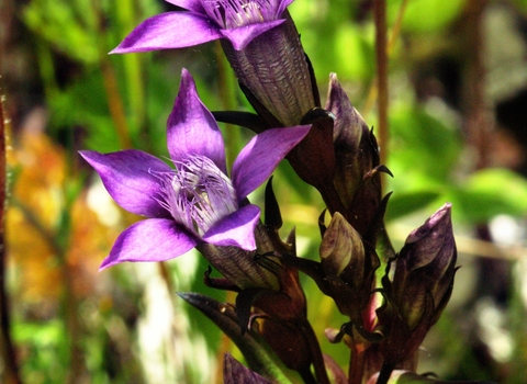 chiltern gentian