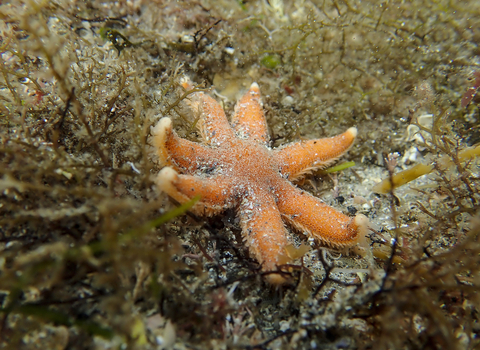 Seven armed starfish