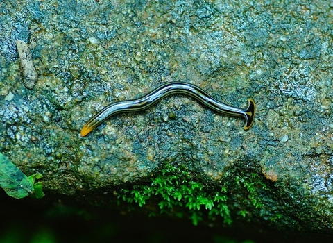 Broadhead planaria