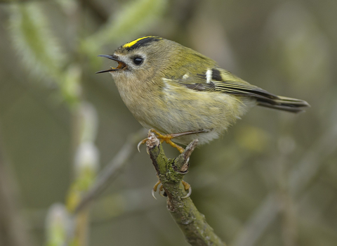 A goldcrest perched on a branch and singing