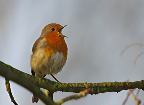 A robin perched on a mossy branch, singing