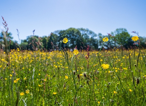 Birches Farm meadow