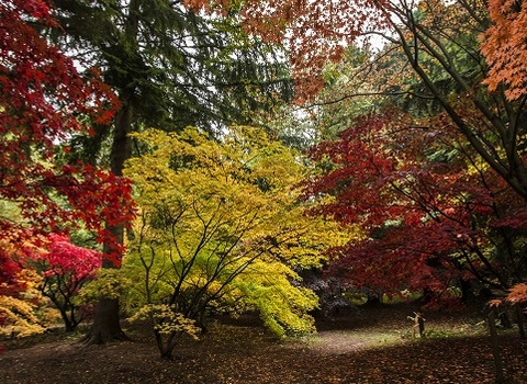 Queenswood's arboretum in autumn