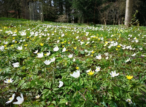 Small white and yellow flowers covering the ground