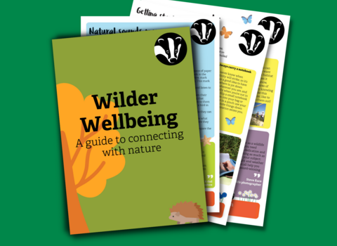 wilder wellbeing