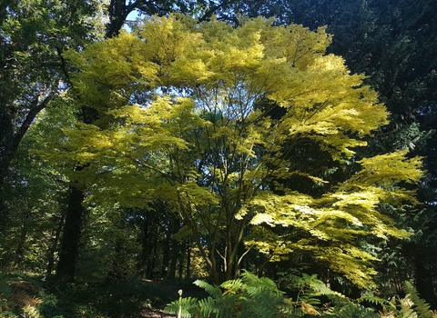 A stunning Japanese Acer at Queenswood Arboretum.