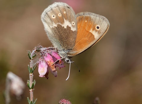 Large heath butterfly